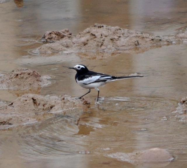 white wagtail personata